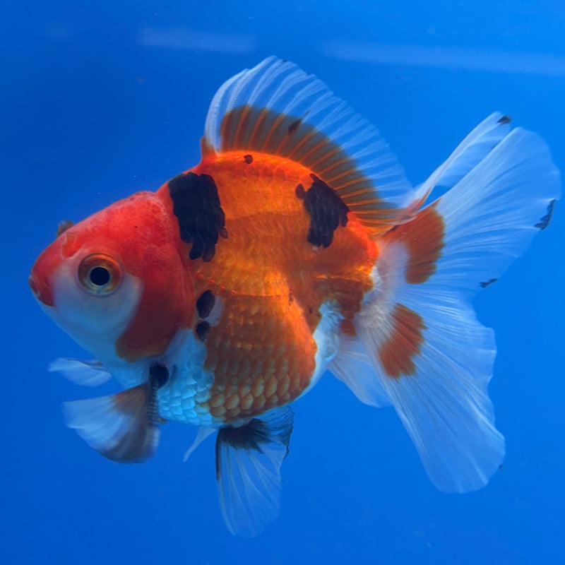 Thai Oranda Tri-Color 3in Male (FEB-300)R2B06