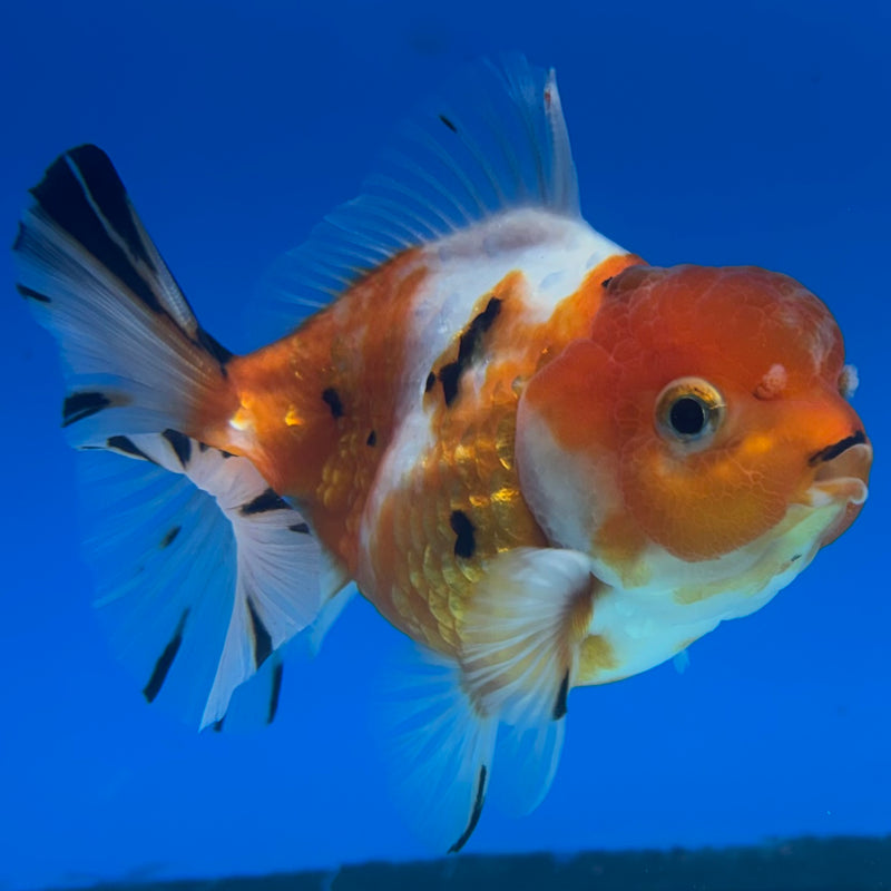 Thai Oranda Tri-Color Calico 3” Body Female(CK-1494)R3A05
