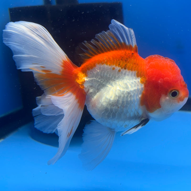 Thai Oranda Tri-Color 3” Body Female(CK-834)R3A16