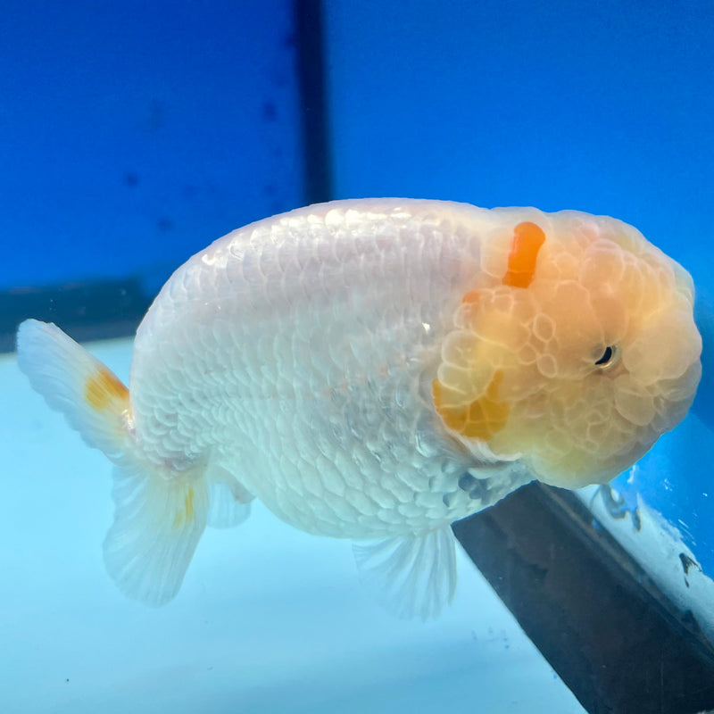 Thai Ranchu Lemon Head Red/White 3.5” Body Male(CK-1133)R1A07
