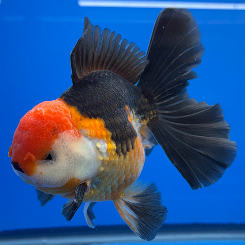 Thai Oranda NOK AA Medium Breed Peacock Tail Apache 4” Body Male(CK-803)R1A08
