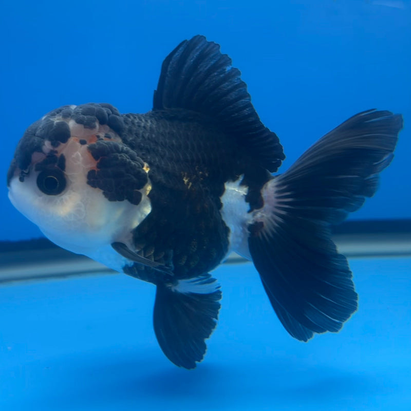 Thai Oranda Panda 3” Body Female(CK-664)R1A10
