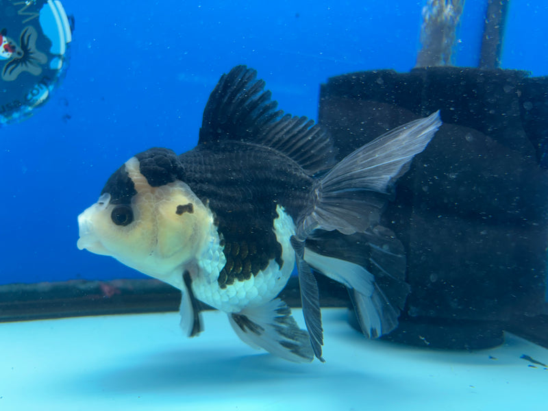 Thai Oranda Panda 3.5" Female(CK-1532)R2A05