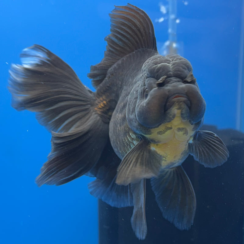 Thai Oranda Full Black 3.5” Body Female(CK-695)R1B07