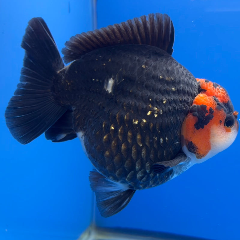Thai Premium Oranda Yuanbao Tri-Color 4” Body Male(CK-758)R1BlueTub4