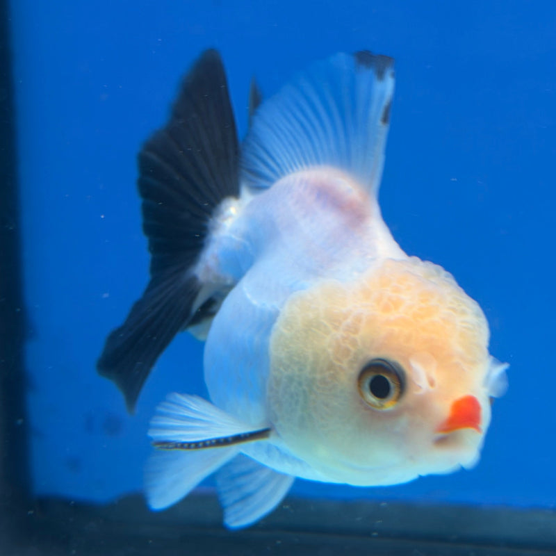 Thai Oranda Lemonhead 2.5” Male (FEB-314)R3B08
