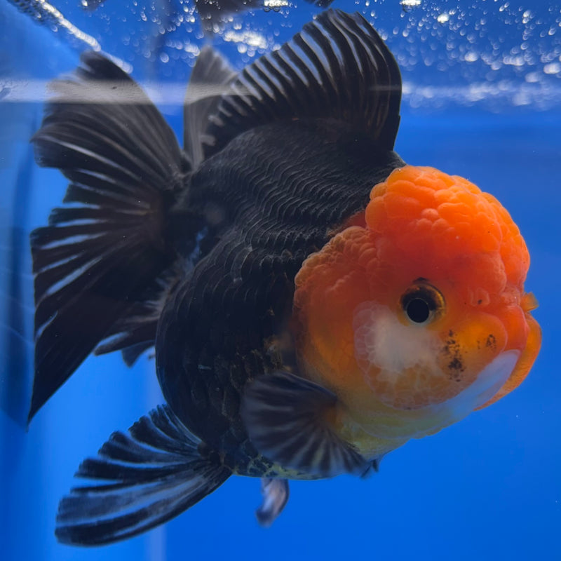 Thai Oranda Apache 3” Body Female(CK-1229)R1B08