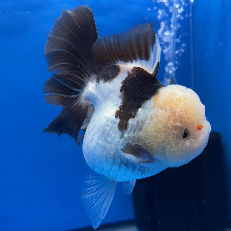 Thai Oranda AA JUMBO Panda 4” Body Female(AA-CK-1351)R1BLUETUB3