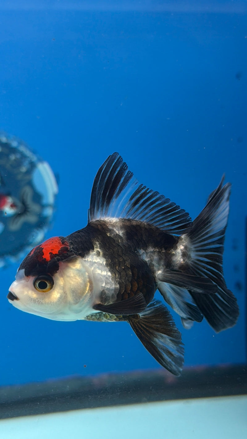 Thai Oranda Panda Red Cap 2.5” Female (FEB-274)R3A09