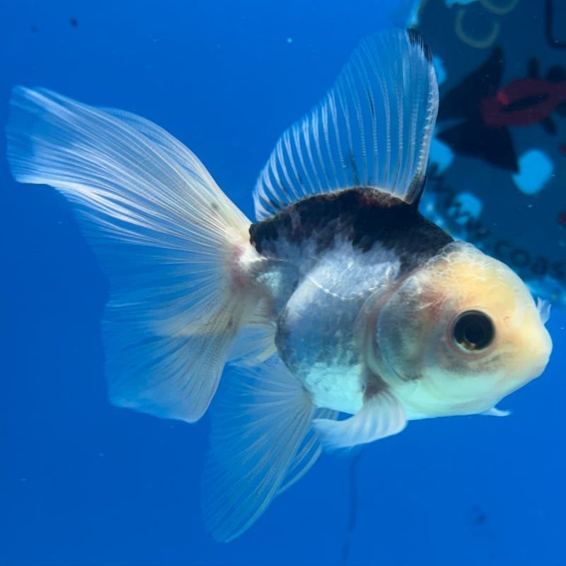Thai Oranda Panda 2” Body Male(CK-1016)R3B14