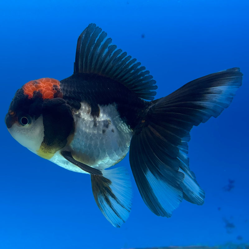 Thai Oranda Tri-Color 3” Body Male(CK-969)R3B21