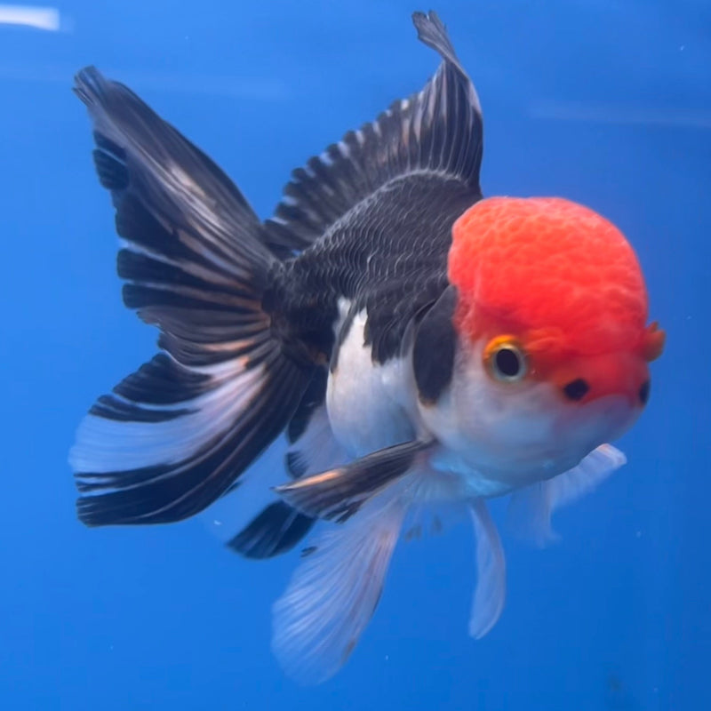 Thai Oranda Tri-Color 2.5” Body Male(CK-670)R1B08