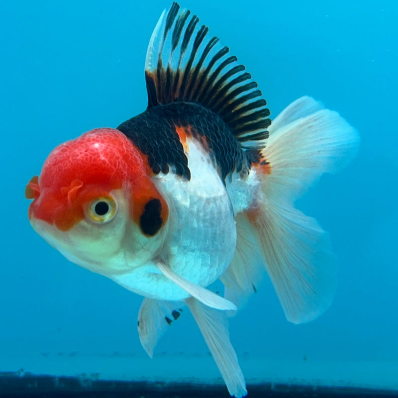 Thai Tri-Color Oranda 2.5”Body Female (JCD-085)R4B02