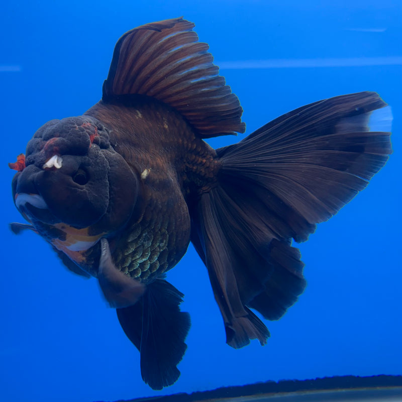 Thai Oranda JUMBO Black Body Red Cap 4” Body Female(QGF-CK-1336)BLUETUB1