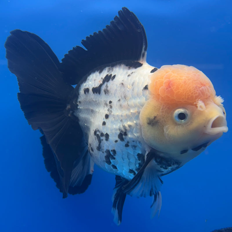 Thai Oranda JUMBO Lemon Head Panda 4.5” Body Female(QGF-CK-1331)BLUETUB1