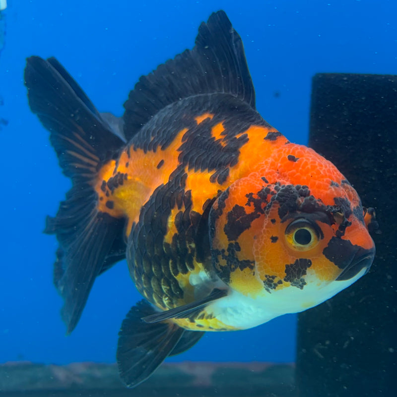 Thai Oranda Apache 3.5” Body Female(CK-1481)R2B16