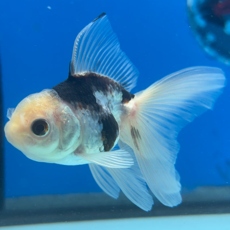 Thai Oranda Panda 2” Body Male(CK-1016)R3B14