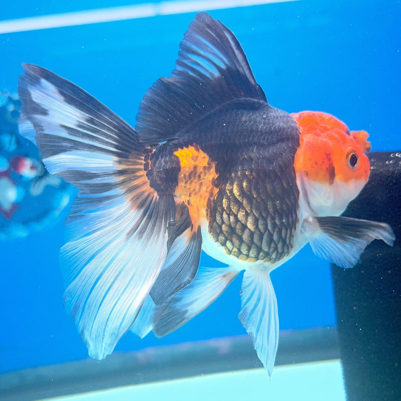 Thai Oranda Apache 3in Female (FEB-293)R2B05