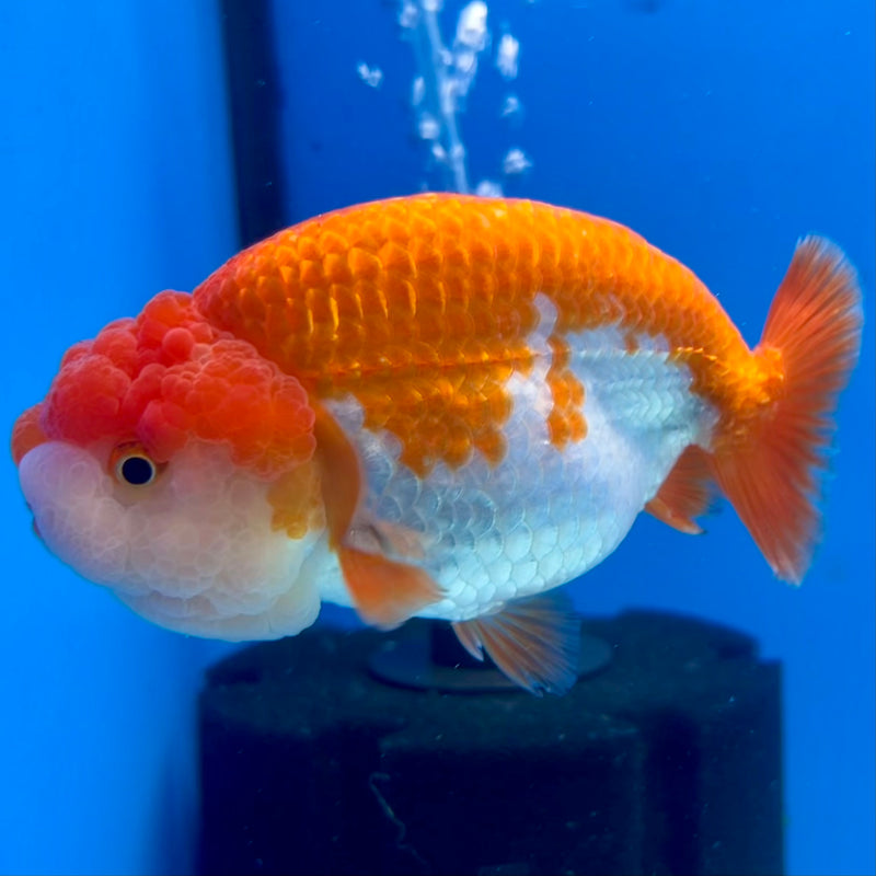 Thai Ranchu Red/White 3.5” Body Female(CK-1122)R1B05