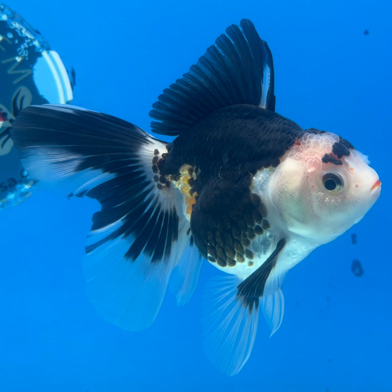 Thai Oranda Tri-Color 3” Body Male(CK-1420)R3A11