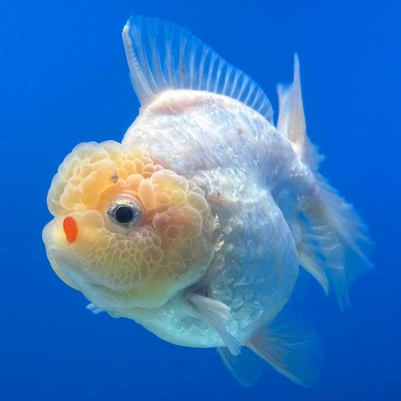 Thai Oranda White Polka Dot Lemon Head Calico 3” Body Male(QGF-CK-1076)SHOWTANK