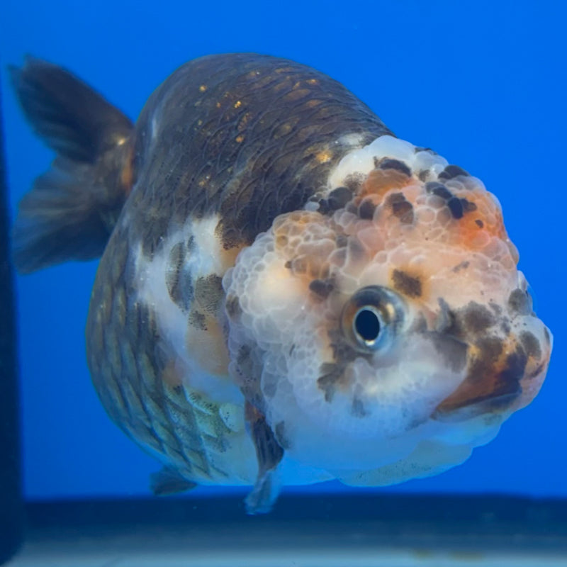 Chinese Ranchu Calico 4” Body Female(CK-1465)R2A09