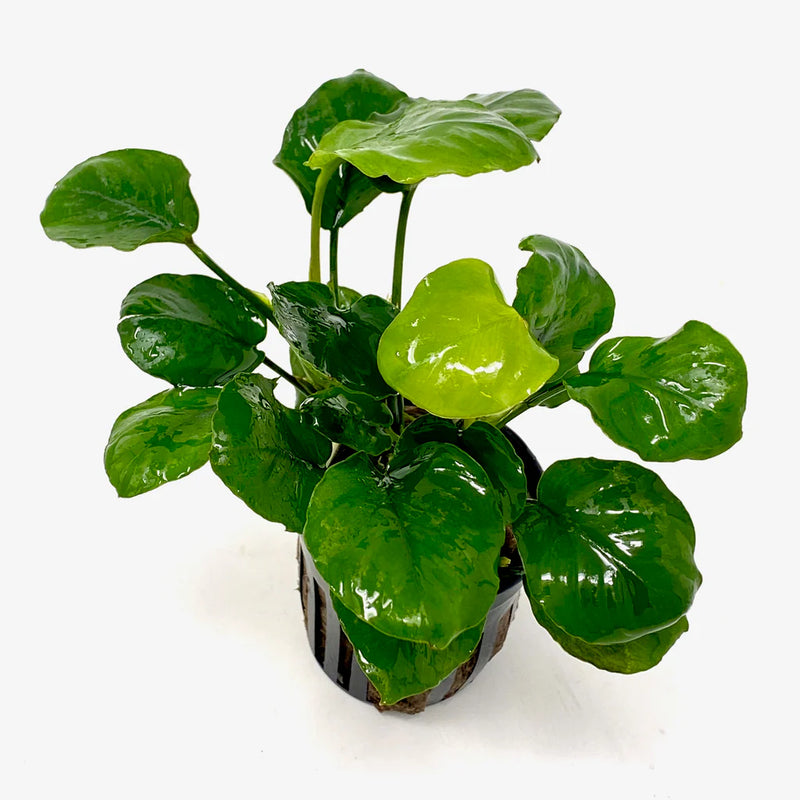 ANUBIAS BARTERI ROUND GOLDEN COIN POT