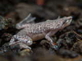 (pack of 5) African Dwarf Frog 5/$25
