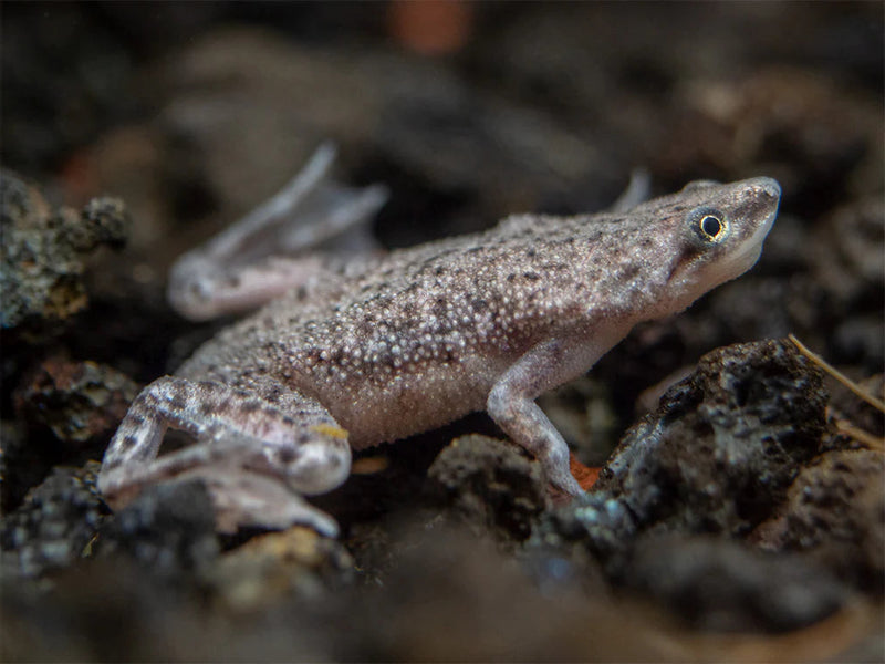 (pack of 5) African Dwarf Frog 5/$25