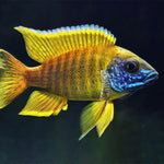 Live Freshwater Cichlid Yellow Peacock/Sunshine (Aulonocara Baenschi) (CHD-127)U013