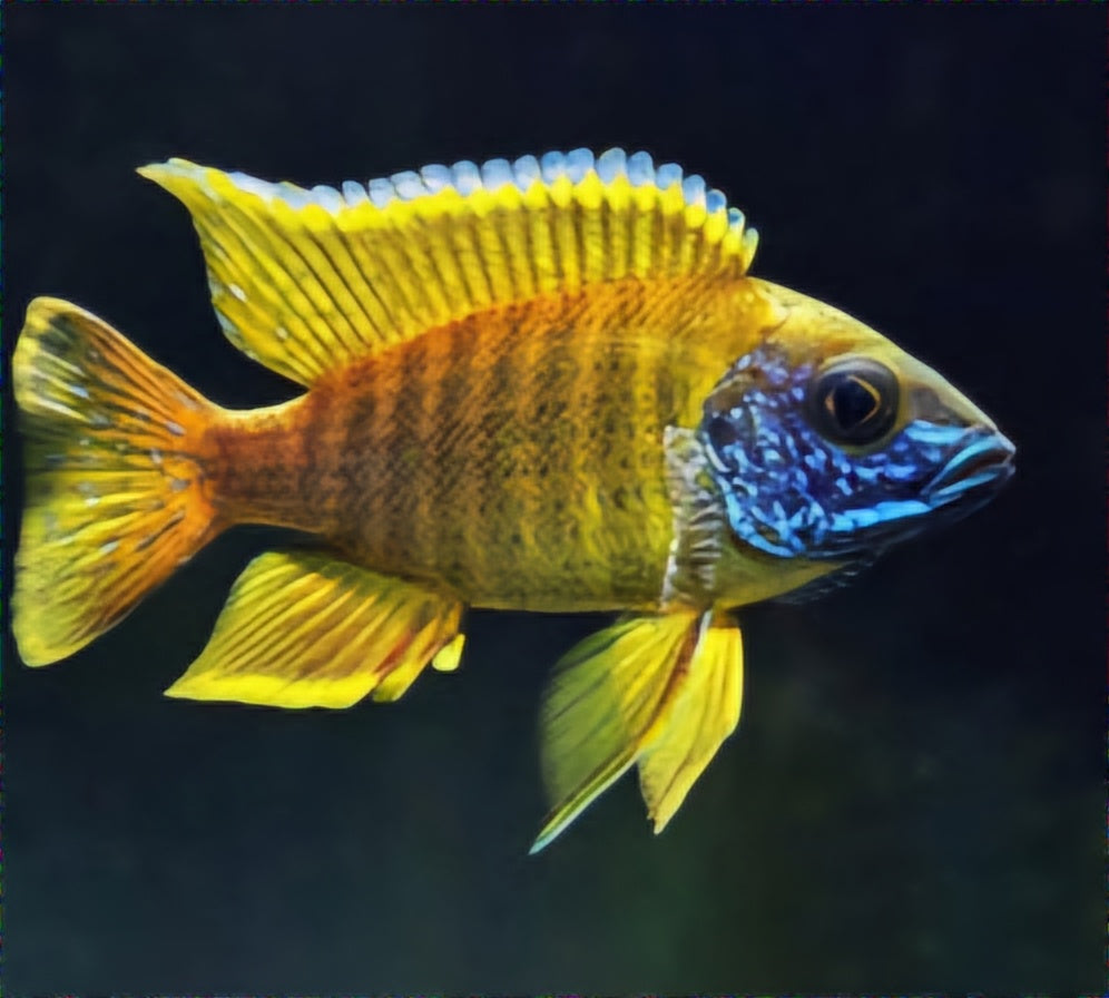 Live Freshwater Cichlid Yellow Peacock/Sunshine (Aulonocara Baenschi) (CHD-127)U013