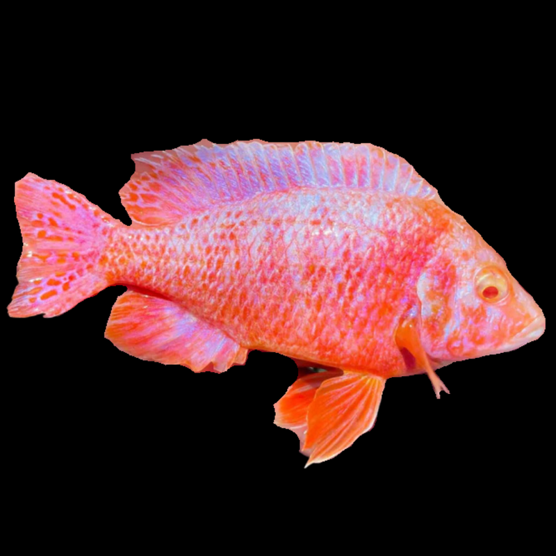 Albino Pink Peacock African Cichlid
