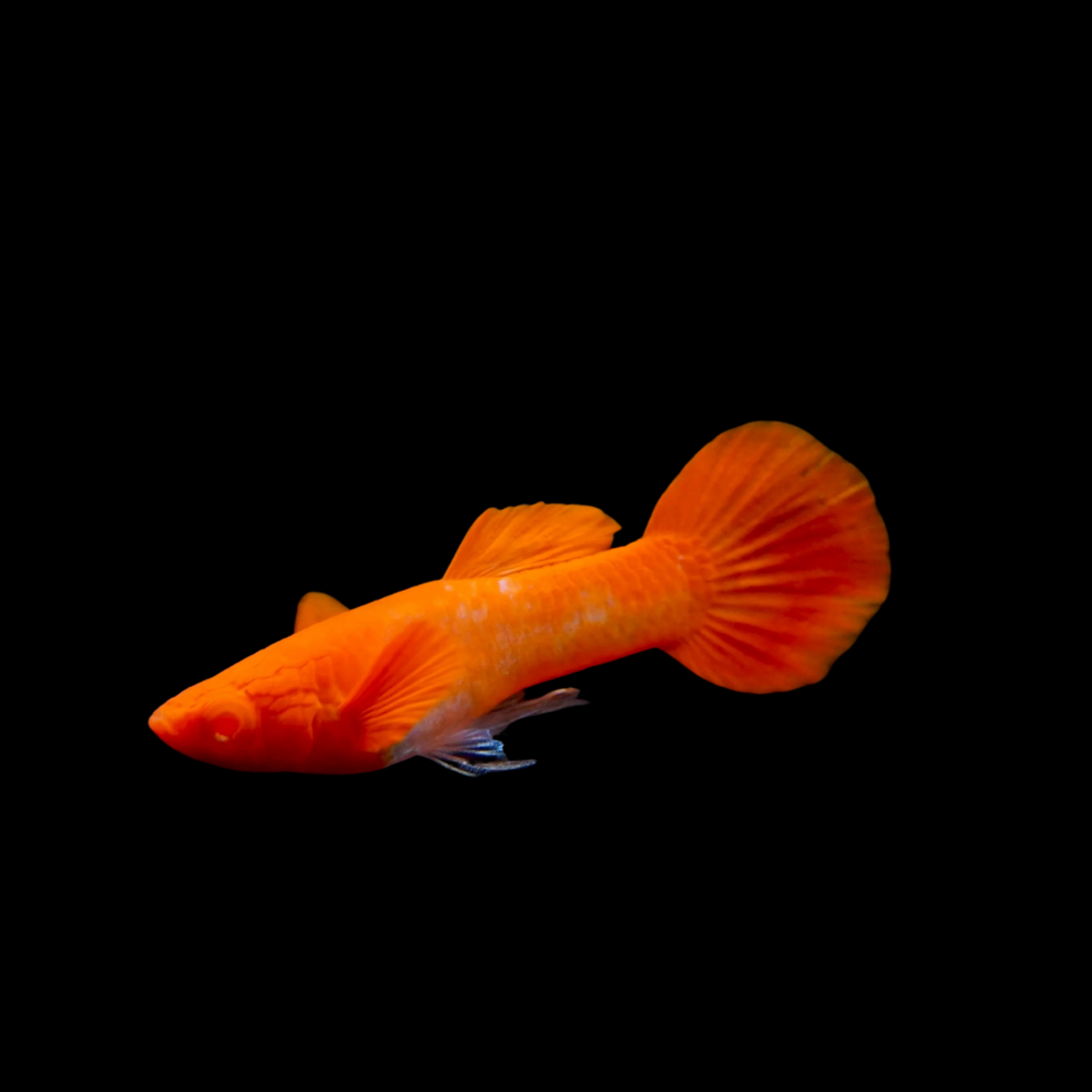 Live Fancy Guppy Fish Premium Quality Albino Red Koi (CGP-012) - Coast Gem USA