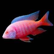 Albino Red Peacock African Cichlid