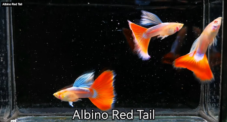 Albino Red Tail Guppy
