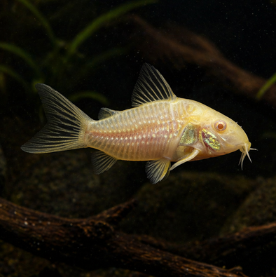 Albino Sterbai Cory Catfish (Corydoras sterbai)