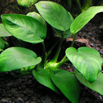 ANUBIAS BARTERI VAR BARTERI POT