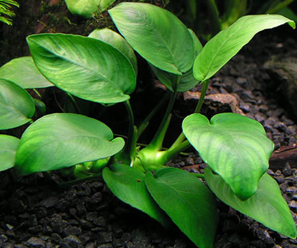 ANUBIAS BARTERI VAR BARTERI POT