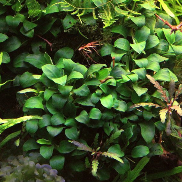 ANUBIAS BARTERI VAR NANA POT