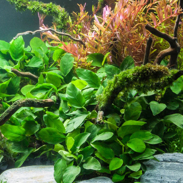 ANUBIAS BARTERI VAR BARTERI POT