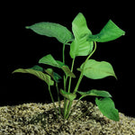 ANUBIAS BARTERI VAR BARTERI POT