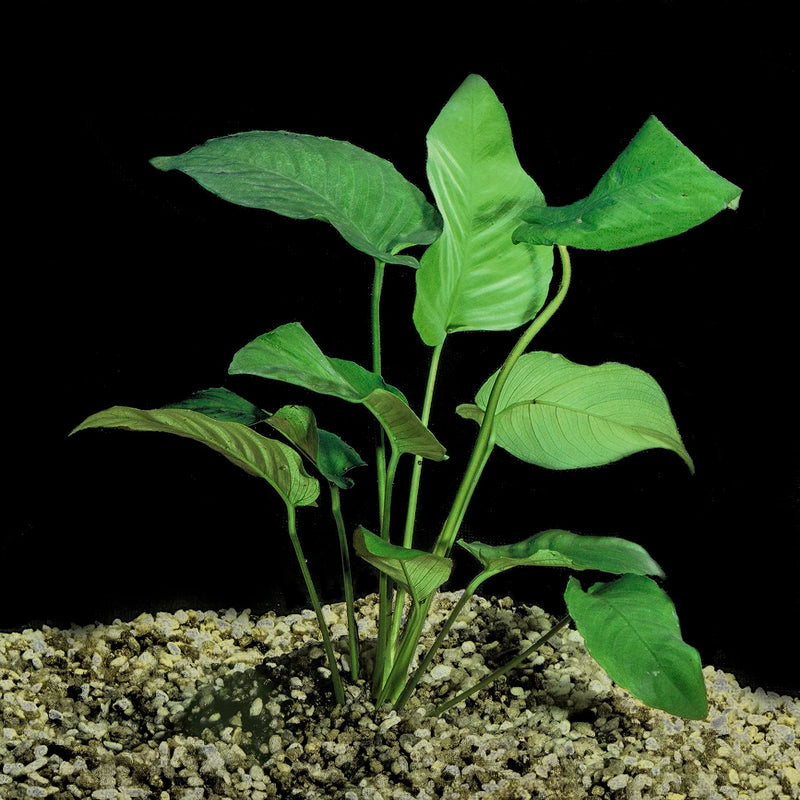 ANUBIAS BARTERI VAR BARTERI POT