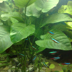 ANUBIAS BARTERI VAR BARTERI POT