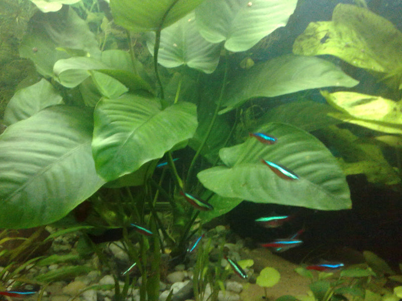 ANUBIAS BARTERI VAR BARTERI POT