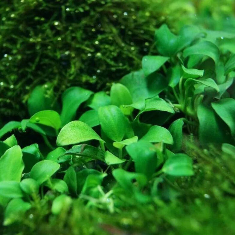 ANUBIAS BARTERI VAR NANA PETITE POT