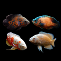 Live Fish Assorted Oscar 2.00-2.50 inch (Astronotus Ocellatus)