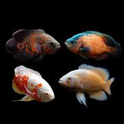 Assorted Oscar Fish South American Cichlid