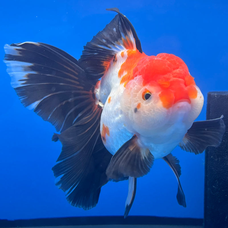 Thai Oranda AA JUMBO Tri-Color/Apache 4” Body Male(AA-CK-1357)R1BLUETUB3