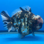 Thai Oranda Tri-Color Tiger 4.5" Male(NKT-CK-1580)BLUETUB-B