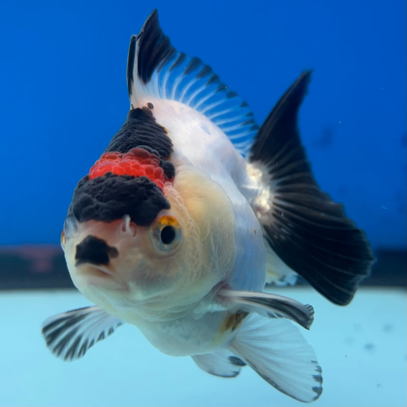 Thai Oranda NOK Tri-Color 2.5” Body Male(NOK-CK-1186)R3B15